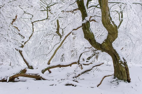 Snow on old trees in the jungle Baumweg