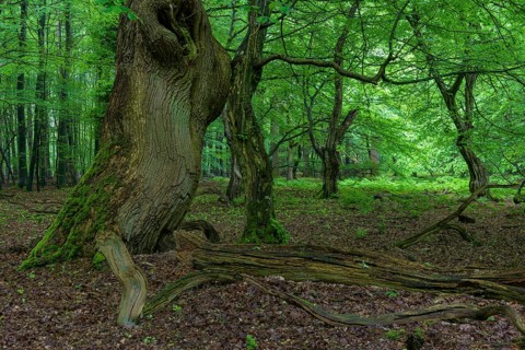 Old tree in the primeval forest Baumweg