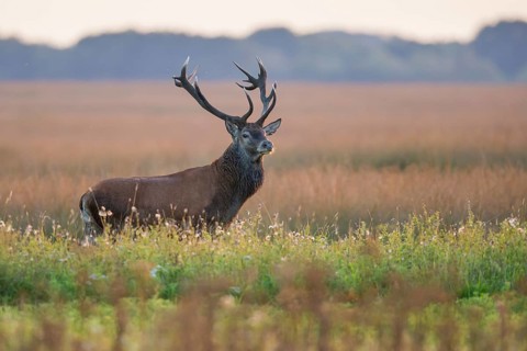 Red deer