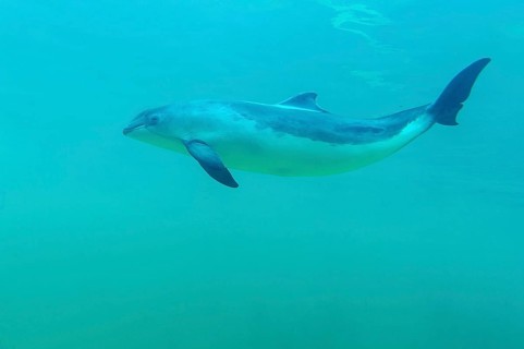Porpoise