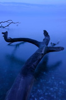 Fallen beech