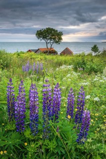 Summer vegetation