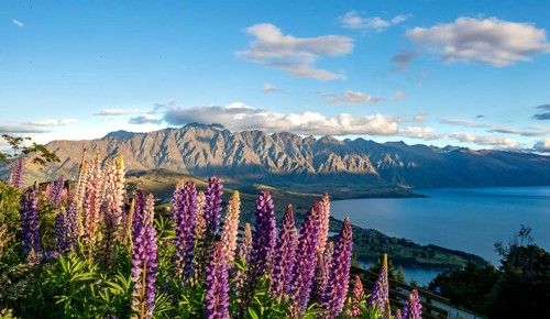 Purple Large-leaved lupins