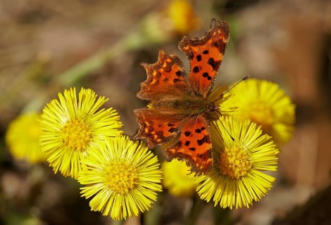 Comma