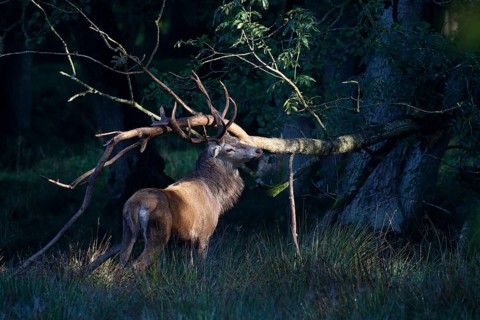 Red deer