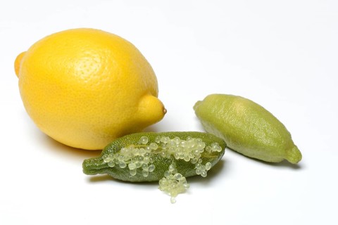 Australian finger lime