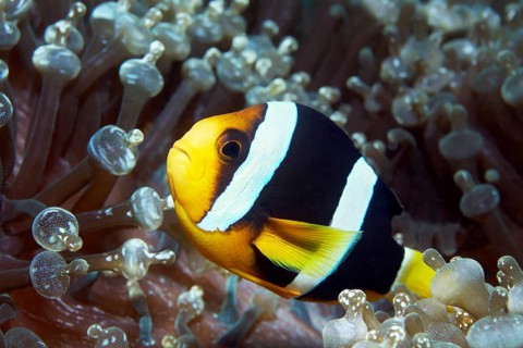 Clark's anemonefish