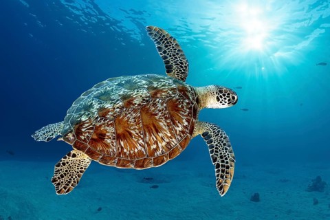 Green turtle