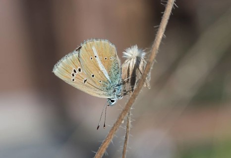 Mazarine Blue