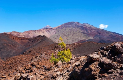 Canary Island pines