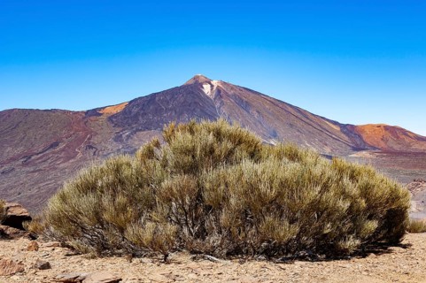 Teide Broom