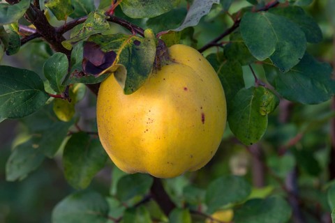 Ripe yellow appleQuince