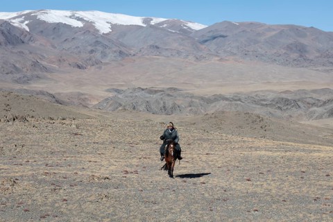 Cattle herder on his horse in the Altai mountains