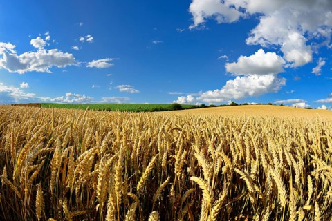 Wheat field under blue sky with cumulus clouds