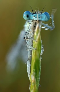 White-legged damselfly