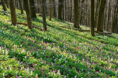 Hollow larkspur