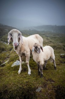 Mother with young animal