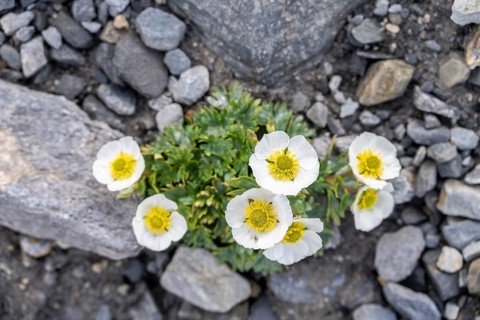Flowering Julian alpine poppy