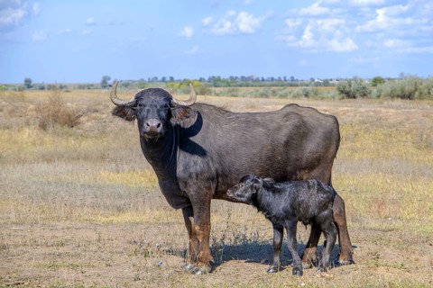 First day of life of a newborn calf Water Buffalo