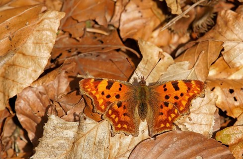 Comma