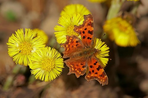 Comma