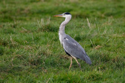 Grey heron