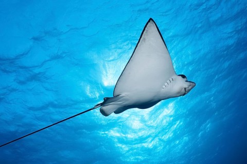 Spotted eagle ray