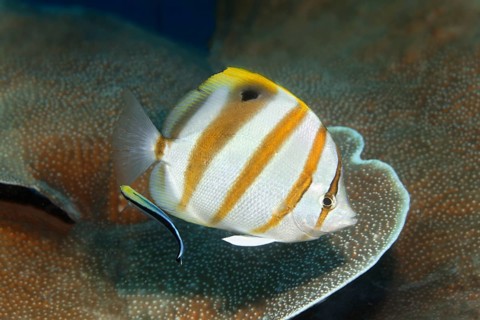 Sixspine butterflyfish