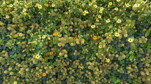 Blooming ivy