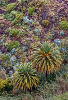 Canary Island date palm