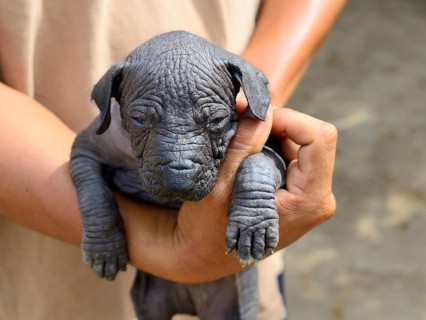 Perro sin Pelo