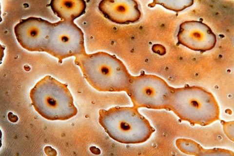 Detail of Eye patch sea cucumber