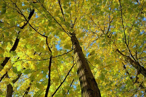 Caucasian wingnut
