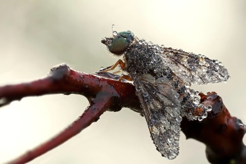 Water Snipe Fly