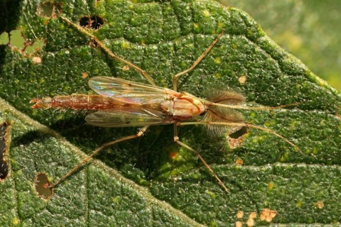 Common mosquito