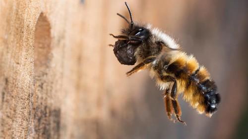 Hornfaced bee