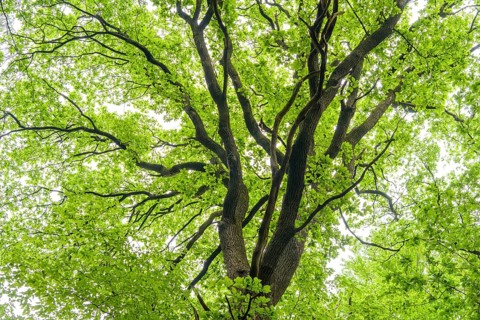 Crown of a Oak