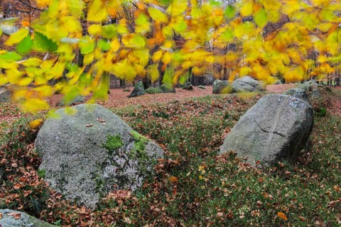 Beech leaves in the wind above the megalithic tomb Visbek bride and groom