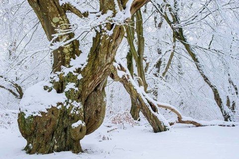 Snow on old trees in the jungle Baumweg