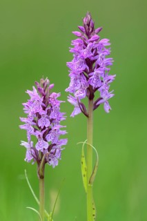 Southern marsh orchid
