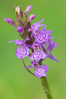 Southern marsh orchid