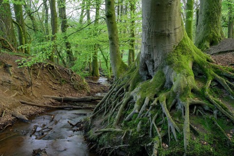 Beech trees