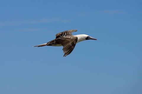 Guano Booby