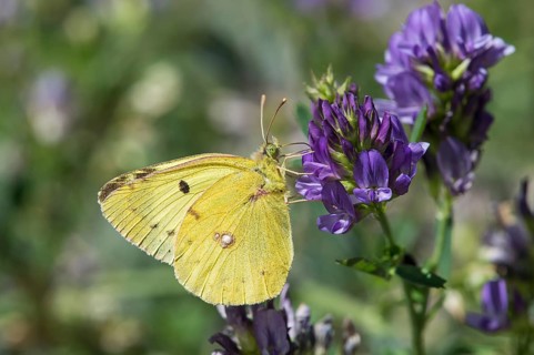 Dark Clouded Yellow