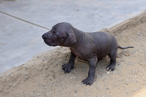 Perro sin Pelo