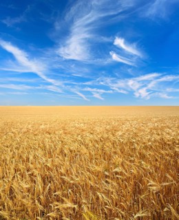 Endless field of barley under blue sky with veil clouds