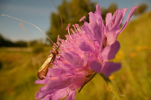 Gold Longhorned Moth