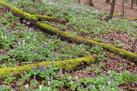 Hollow larkspur