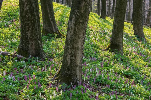 Hollow larkspur