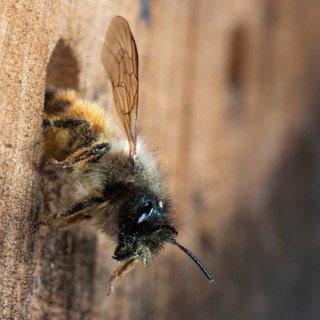 Hornfaced bee